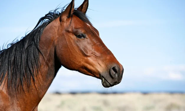 What Do Horses Have to Do With Digital Neuro-Decision-Making?